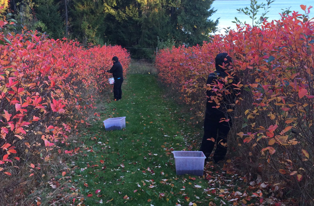 Plukking av aronia
